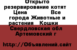 Открыто резервирование котят › Цена ­ 15 000 - Все города Животные и растения » Кошки   . Свердловская обл.,Артемовский г.